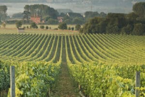 A vineyard with neat rows of grapevines stretches into the distance, bordered by trees and a foggy horizon. Beyond the vineyard, a few houses stand adorned with sleek aluminium sliding doors, enhancing their modern charm against the rustic landscape.